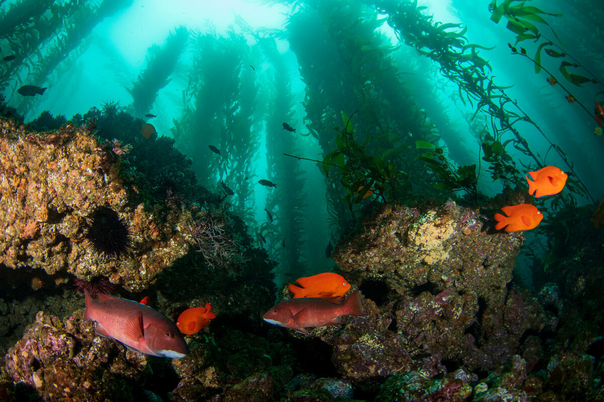 1: Marine Diversity and Distribution