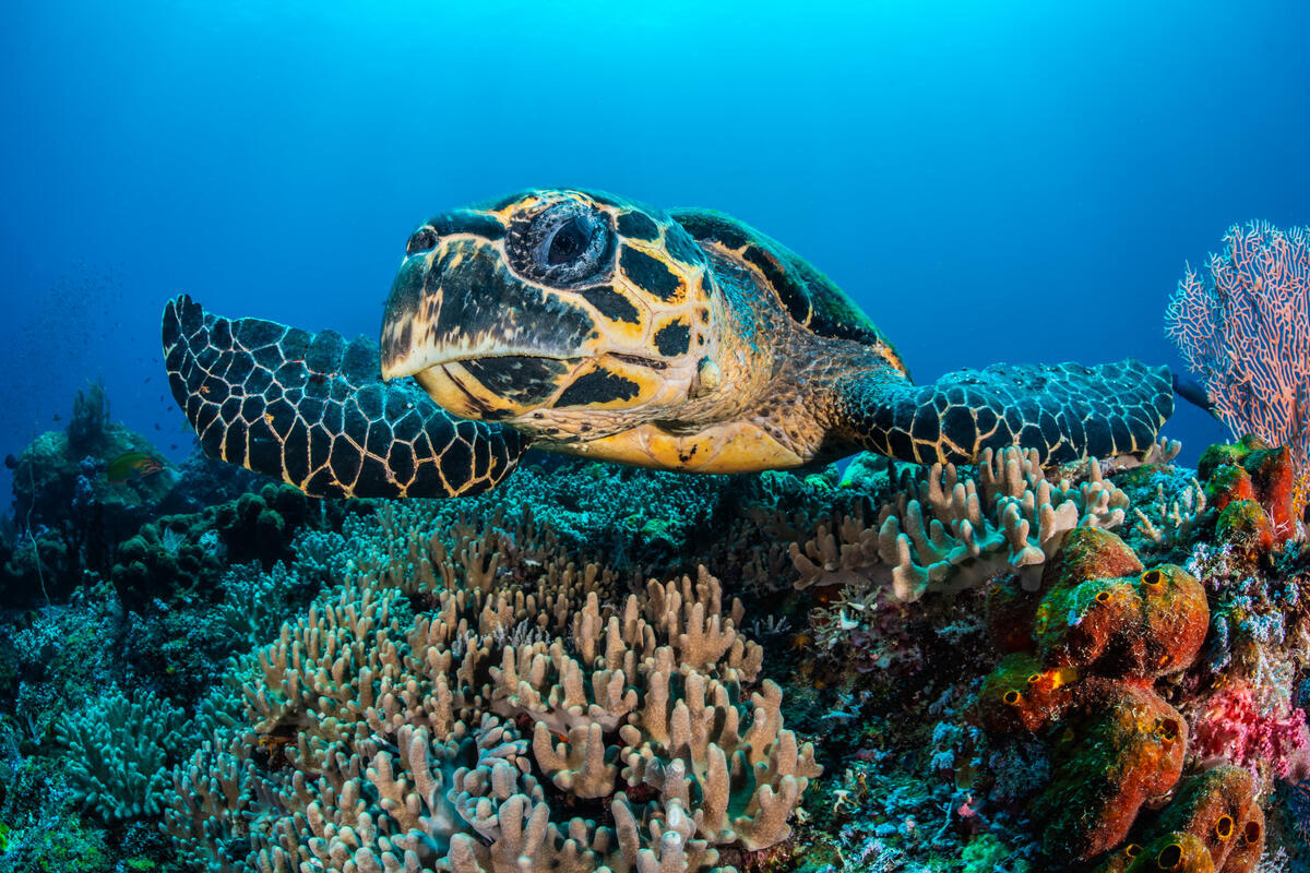 2: World Beneath the Waves: Ocean Ecosystems, Habitats and Interdependence