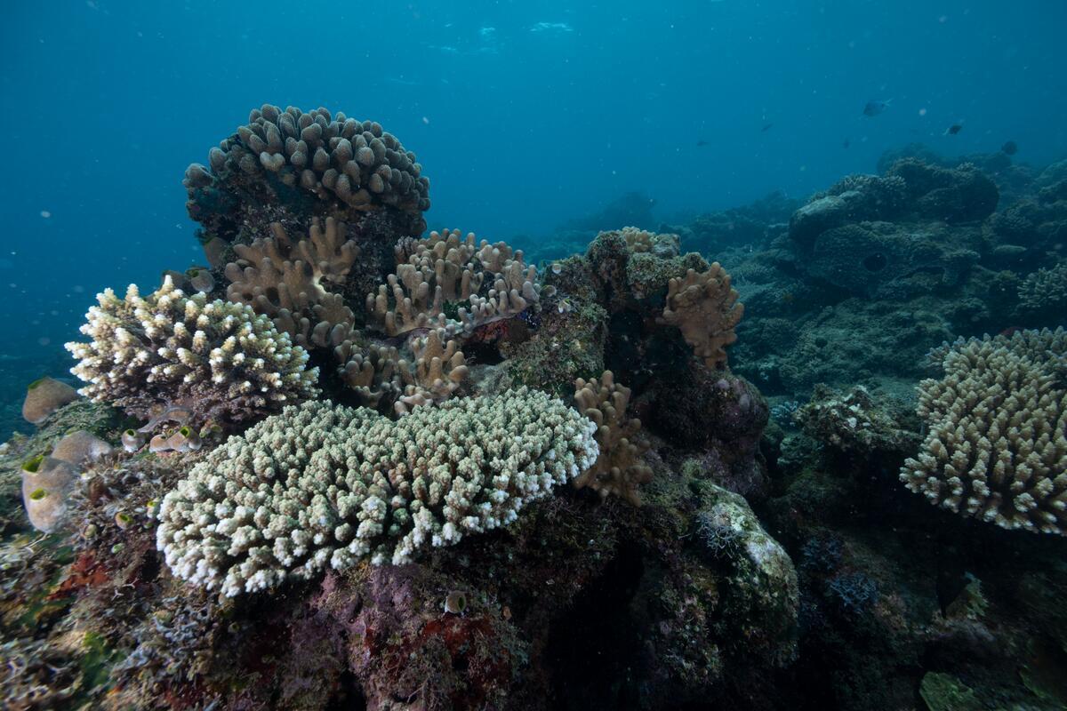 3: Life Functions Underwater: Anatomy and Life Processes of Marine Organisms