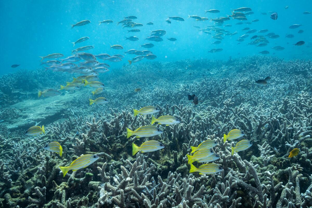 5: Challenges to Ocean Health