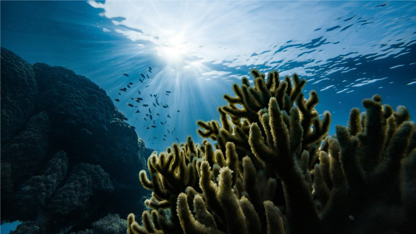2: World Beneath the Waves: Ocean Ecosystems, Habitats and Interdependence
