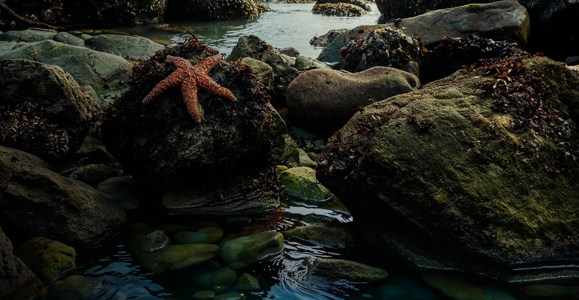 Ocean Depths Background